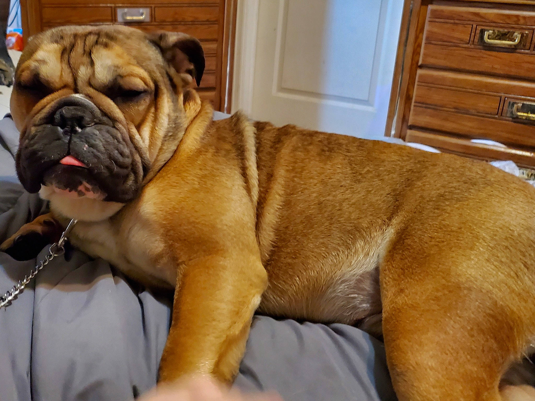 Bubba is registered to the contest to win money with this photo: bulldog, cabinetry, canidae, carnivore, chest_of_drawers, collar, companion_dog, countertop, cupboard, dog, dog_breed, drawer, fawn, jewellery, kitchen_appliance, snout, sporting_group, wood, wood_stain, wrinkle