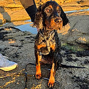 Alba a rejoint le concours — aidez-le/la à gagner de superbes lots ! dog, wet_fur, rocky_ground, outdoor, sunlight, leash, harness, paw, water, shadow, person_hand, shoe, nature, animal, pet, sitting, black_fur, tan_fur, closeup, daylight