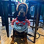 Alba a rejoint le concours — aidez-le/la à gagner de superbes lots ! dog, puppy, costume, clothing, indoor, floor, wooden_floor, chair, stool, pet, cute, animal, sitting, looking, black_and_brown, collar, ears, legs, buttons, red_and_white_stripes