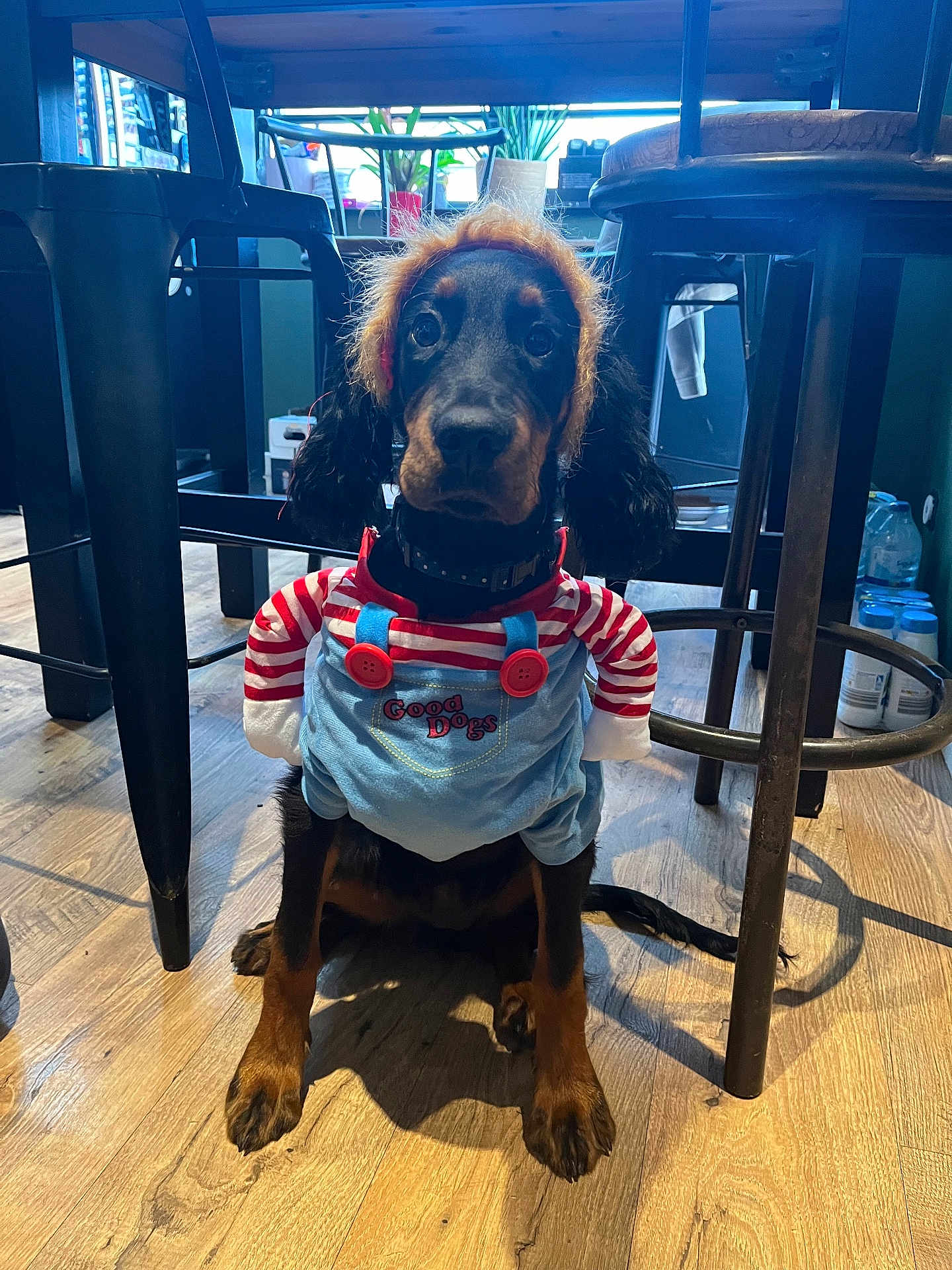 Alba a rejoint le concours — aidez-le/la à gagner de superbes lots ! dog, puppy, costume, clothing, indoor, floor, wooden_floor, chair, stool, pet, cute, animal, sitting, looking, black_and_brown, collar, ears, legs, buttons, red_and_white_stripes