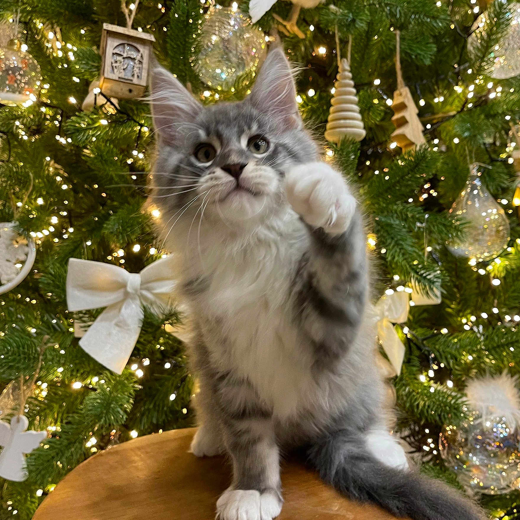 Ulysse participe au concours pour gagner de l'argent avec cette photo : analogclock, angora, animal, architecture, bird, building, cat, christmas, christmasdecorations, christmastree, christmastreeornaments, clocktower, festival, kitten, lighting, manx, pet, plant, tower, tree