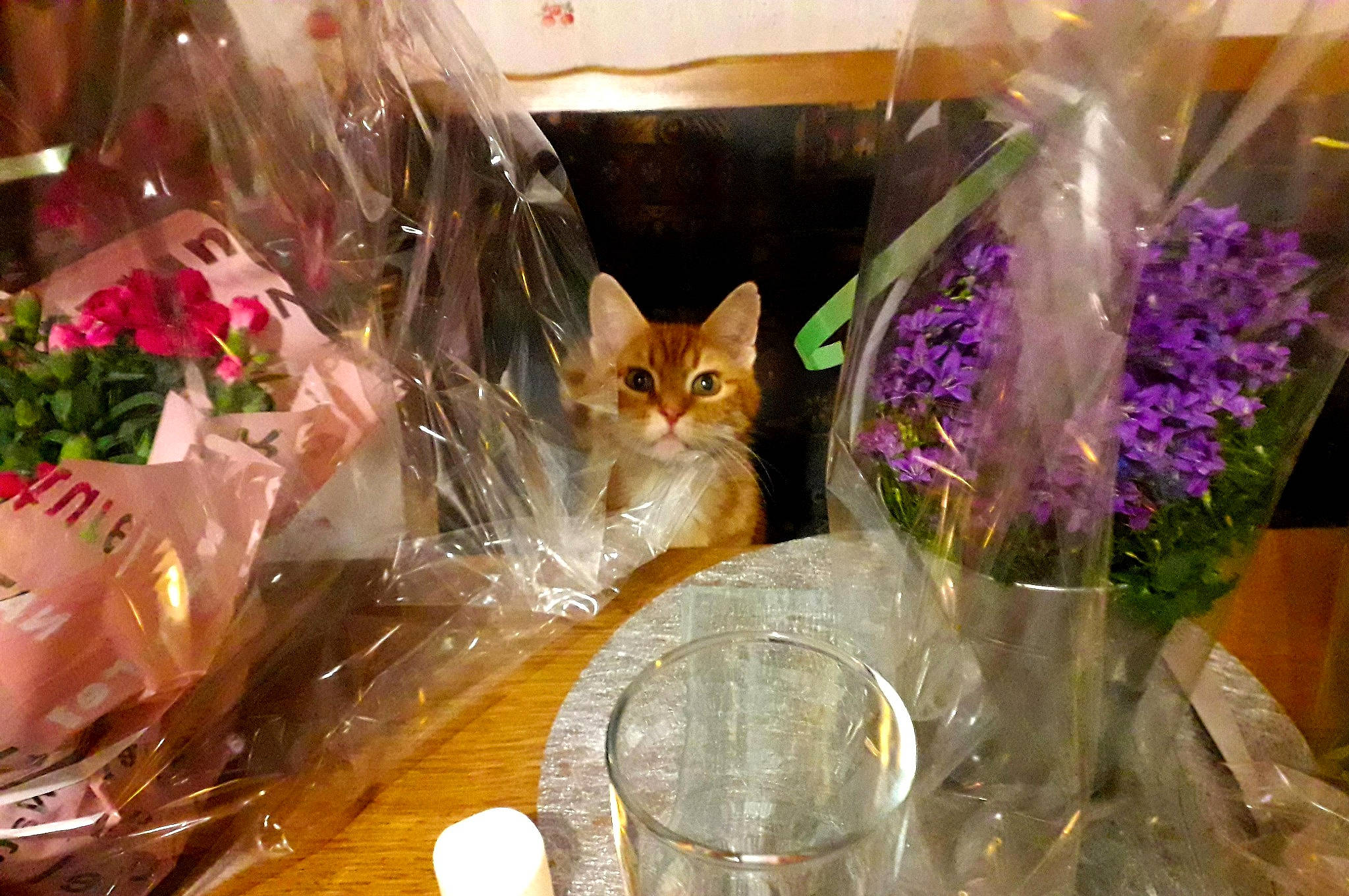 Titi participe au concours pour gagner de l'argent avec cette photo : carnivore, cat, christmas_ornament, cut_flowers, drinkware, event, fawn, felidae, floral_design, floristry, flower, flower_arranging, glass, ornament, petal, plant, serveware, small_to_medium_sized_cats, whiskers, wood