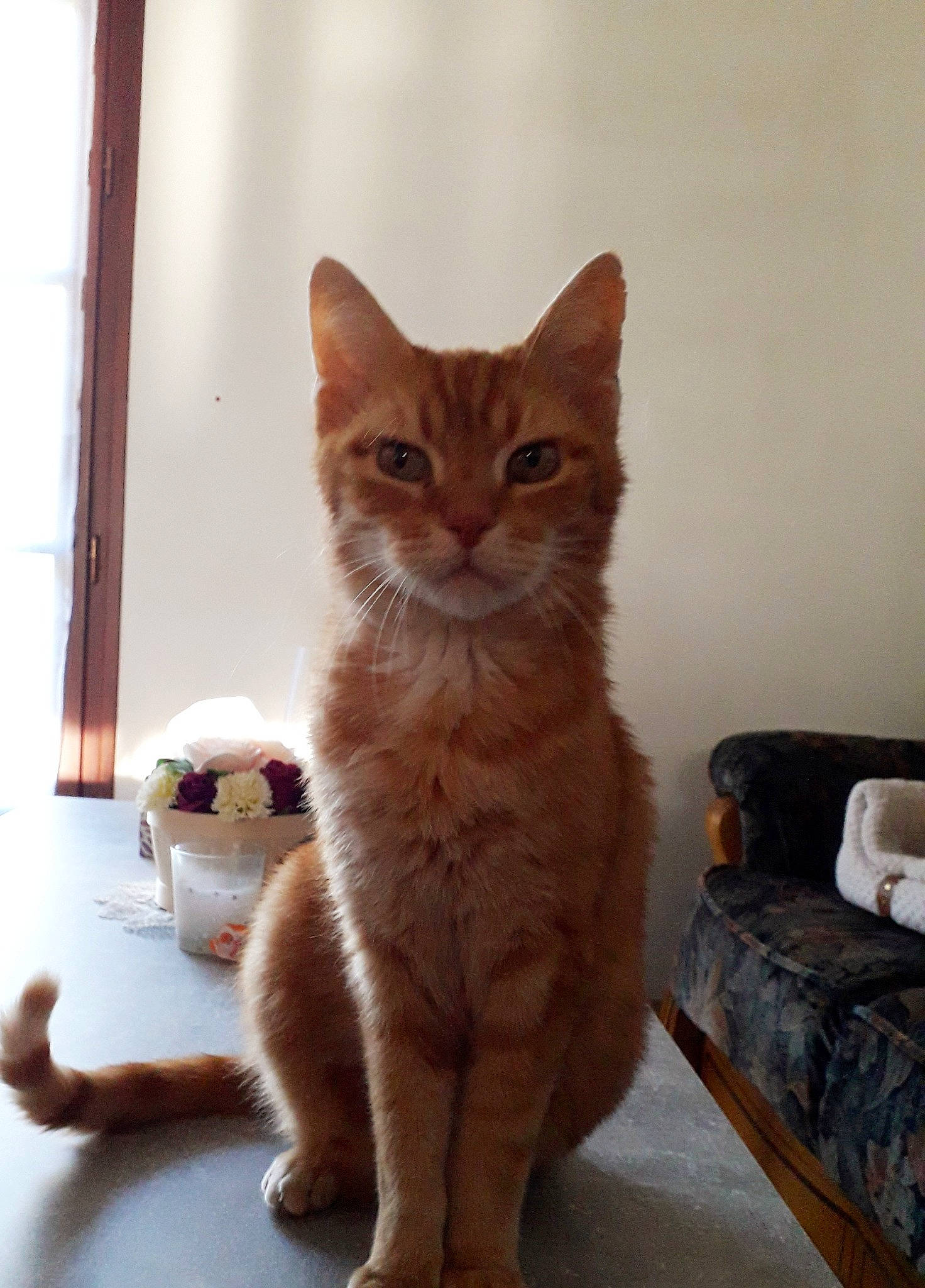 Titi participe au concours pour gagner de l'argent avec cette photo : carnivore, cat, claw, comfort, couch, domestic_short_haired_cat, door, fawn, felidae, flooring, fur, paw, peach, pillow, small_to_medium_sized_cats, snout, tail, whiskers, window, wood