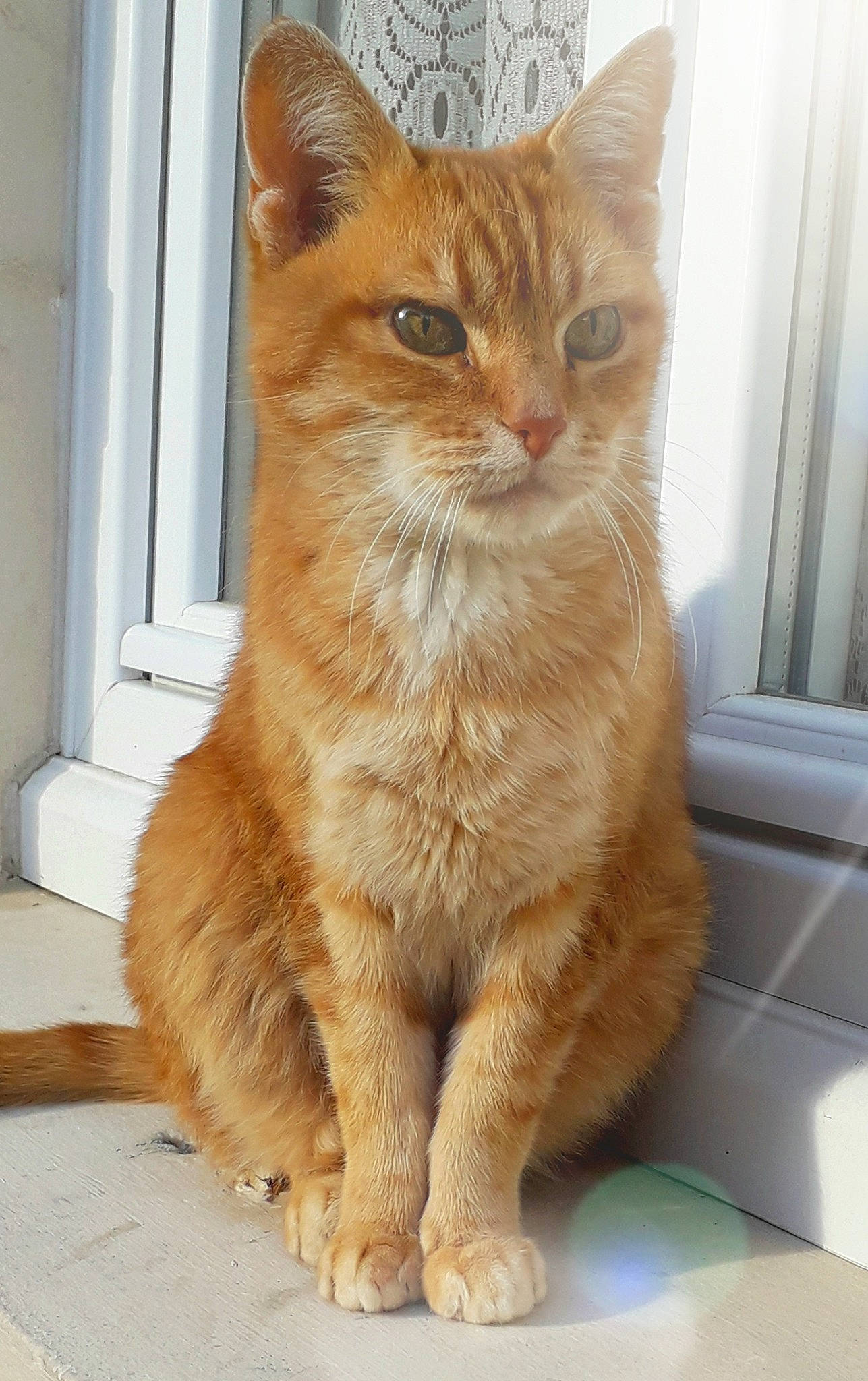 Titi a rejoint le concours — aidez-le/la à gagner de superbes lots ! carnivore, cat, claw, domestic_short_haired_cat, fawn, felidae, fur, paw, small_to_medium_sized_cats, snout, tail, terrestrial_animal, whiskers, window, wood