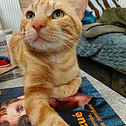 Krispy a rejoint le concours — aidez-le/la à gagner de superbes lots ! cat, orange_tabby, paw, magazine, indoor, table, couch, pillow, blanket, face_on_magazine, text, striped_pillow, plant, radiator, fur, whiskers, close_up, domestic_cat, relaxed, curious