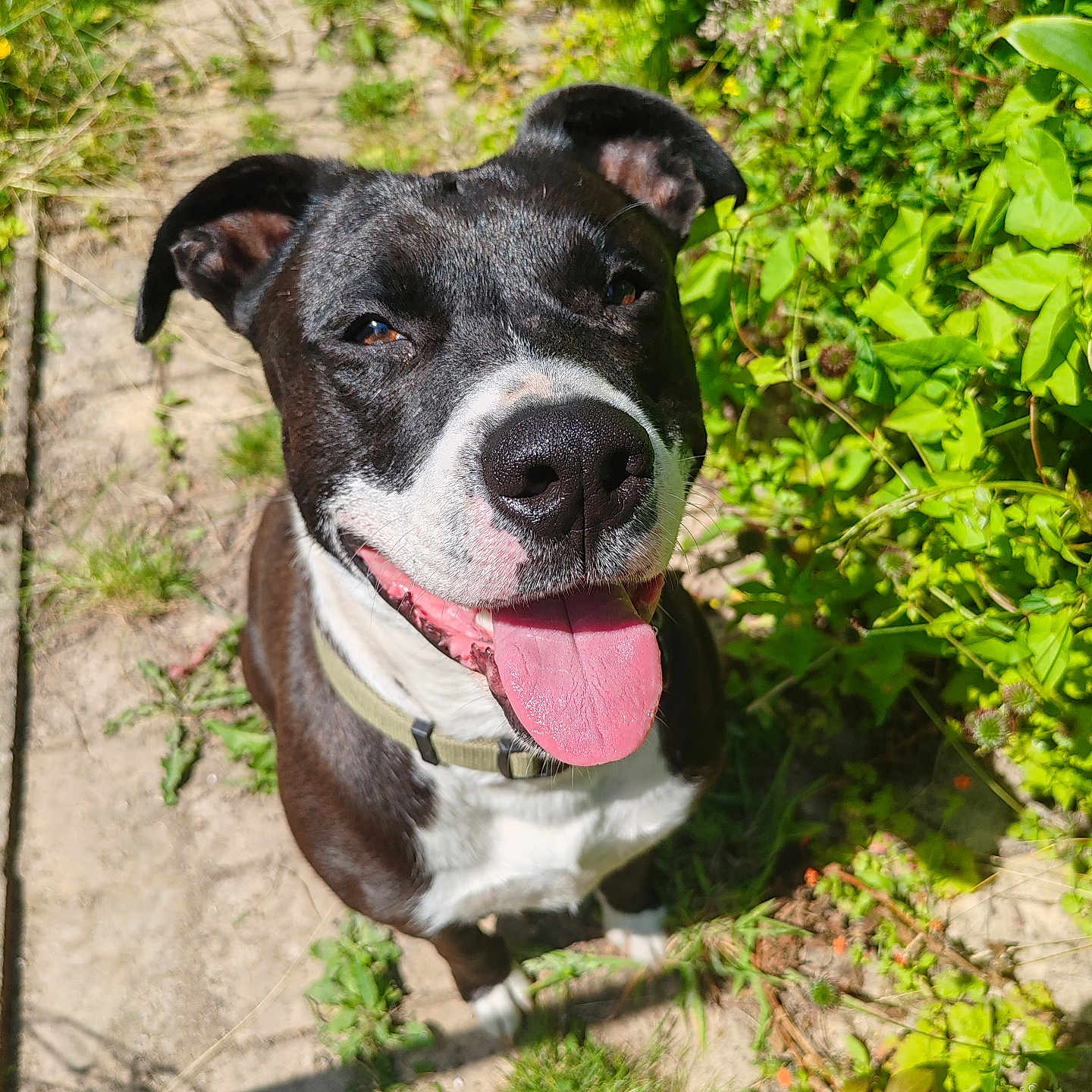 Koda a rejoint le concours — aidez-le/la à gagner de superbes lots ! animal, black_and_white, canine, close_up, collar, dog, friendly, grass, greenery, happy, mammal, nature, outdoor, pet, plants, portrait, smiling, sunlight, sunny_day, tongue_out