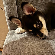 Miya joined the competition — help win amazing prizes! puppy, dog, pet, ears, fur, black_and_tan, white_paw, chair, gray, indoor, close_up, cute, resting, canine, animal, texture, portrait, relaxing, soft_light, cozy