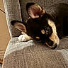 puppy, dog, pet, ears, fur, black_and_tan, white_paw, chair, gray, indoor, close_up, cute, resting, canine, animal, texture, portrait, relaxing, soft_light, cozy