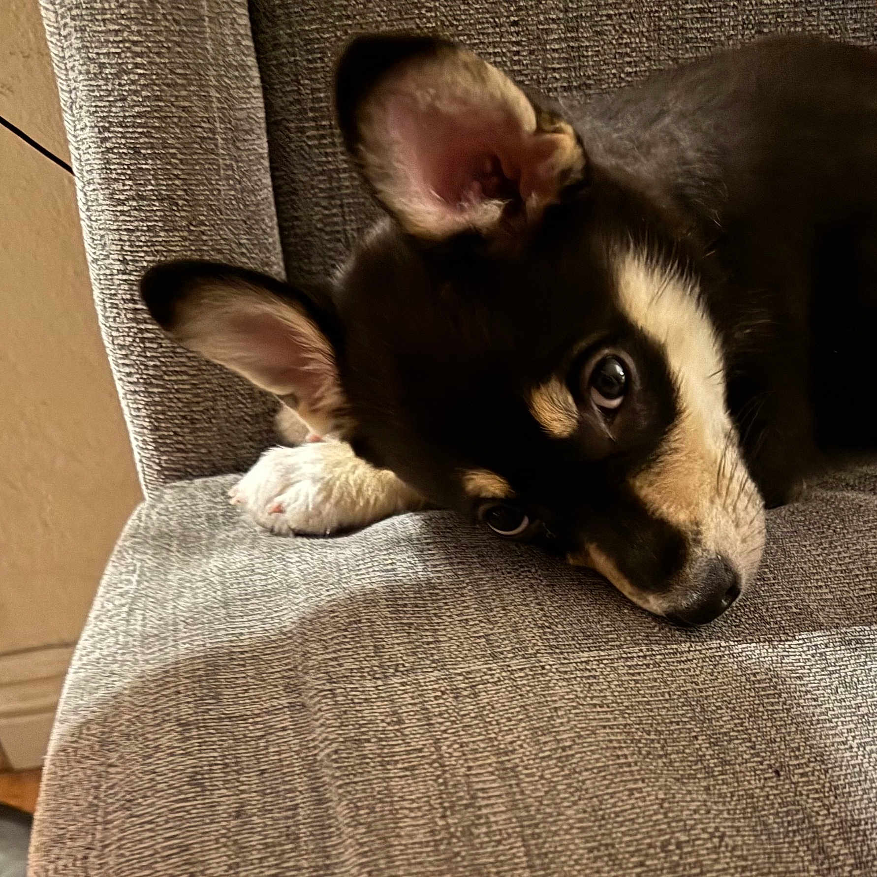 Miya