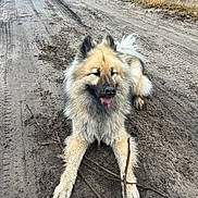 Sady a rejoint le concours — aidez-le/la à gagner de superbes lots ! animal, canine, daytime, dirt_road, dog, fluffy, fur, grass, happy, laying_down, muddy, muzzle, nature, outdoor, pet, playful, road, rural, stick, tongue_out