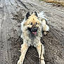 animal, canine, daytime, dirt_road, dog, fluffy, fur, grass, happy, laying_down, muddy, muzzle, nature, outdoor, pet, playful, road, rural, stick, tongue_out