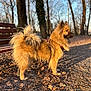 Sady a rejoint le concours — aidez-le/la à gagner de superbes lots ! animal, autumn, bench, brown_fur, canine, daytime, dog, fluffy, forest, fur, leaf, mammal, nature, outdoor, park, pet, standing, sunlight, tree, walking_path