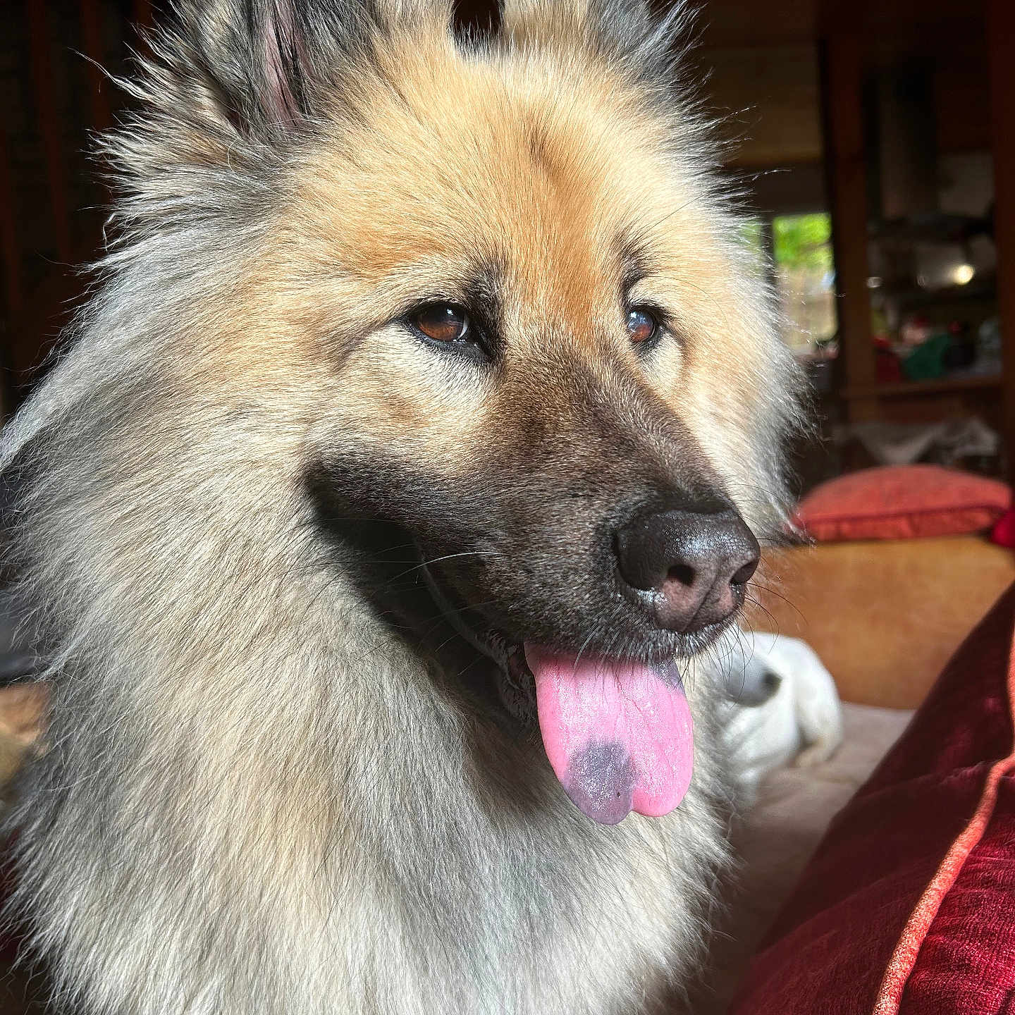 Sady a rejoint le concours — aidez-le/la à gagner de superbes lots ! animal, brown_eyes, canine, closeup, couch, cozy, dog, ears, fluffy, fur, happy, home, indoor, living_room, pet, portrait, relaxed, snout, sunlight, tongue_out