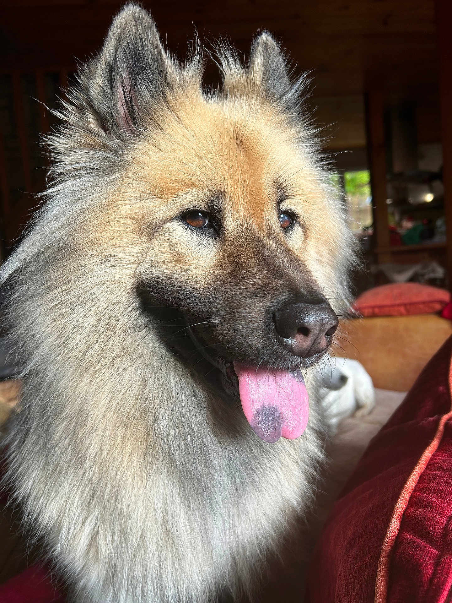 Sady a rejoint le concours — aidez-le/la à gagner de superbes lots ! animal, brown_eyes, canine, closeup, couch, cozy, dog, ears, fluffy, fur, happy, home, indoor, living_room, pet, portrait, relaxed, snout, sunlight, tongue_out