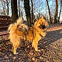 Sady a rejoint le concours — aidez-le/la à gagner de superbes lots ! animal, autumn, bench, canine, daylight, dog, fluffy, forest, fur, golden, leaves, mammal, nature, outdoor, park, path, pet, sunlight, trees, walking