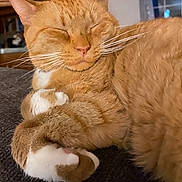 River is registered to the contest to win money with this photo: animal, cat, close_up, cozy, curled_up, cute, domestic_animal, fur, furniture, home, indoor, orange_tabby, paw, pet, relaxed, resting, sleeping, soft, whiskers, window