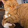 animal, cat, close_up, cozy, curled_up, cute, domestic_animal, fur, furniture, home, indoor, orange_tabby, paw, pet, relaxed, resting, sleeping, soft, whiskers, window