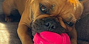 Kohi is registered to the contest to win money with this photo: dog, french_bulldog, pet, toy, pink_ball, couch, indoor, sunlight, brown_fur, close_up, paw, nose, ears, playing, relaxed, wrinkles, animal, companion, cute, domestic