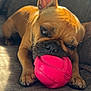 dog, french_bulldog, pet, toy, pink_ball, couch, indoor, sunlight, brown_fur, close_up, paw, nose, ears, playing, relaxed, wrinkles, animal, companion, cute, domestic
