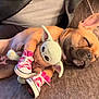 Kohi is registered to the contest to win money with this photo: dog, sleeping, toy, plush, baby_yoda, sneakers, pink, cute, cozy, resting, indoor, person, clothing, couch, ears, paw, pet, companion, relaxing, soft