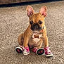 Kohi joined the competition — help win amazing prizes! dog, french_bulldog, puppy, carpet, sneakers, pink_shoes, pet, indoor, cute, small_dog, animal, collar, tag, four_legs, sitting, ears_up, brown_fur, black_muzzle, floor, couch