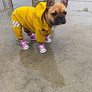 Kohi joined the competition — help win amazing prizes! dog, french_bulldog, raincoat, yellow, sneakers, pink, wet_ground, pavement, person, crouching, jacket, pants, outdoor, urban, sidewalk, reflection, street, car, rain, pet