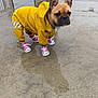 dog, french_bulldog, raincoat, yellow, sneakers, pink, wet_ground, pavement, person, crouching, jacket, pants, outdoor, urban, sidewalk, reflection, street, car, rain, pet