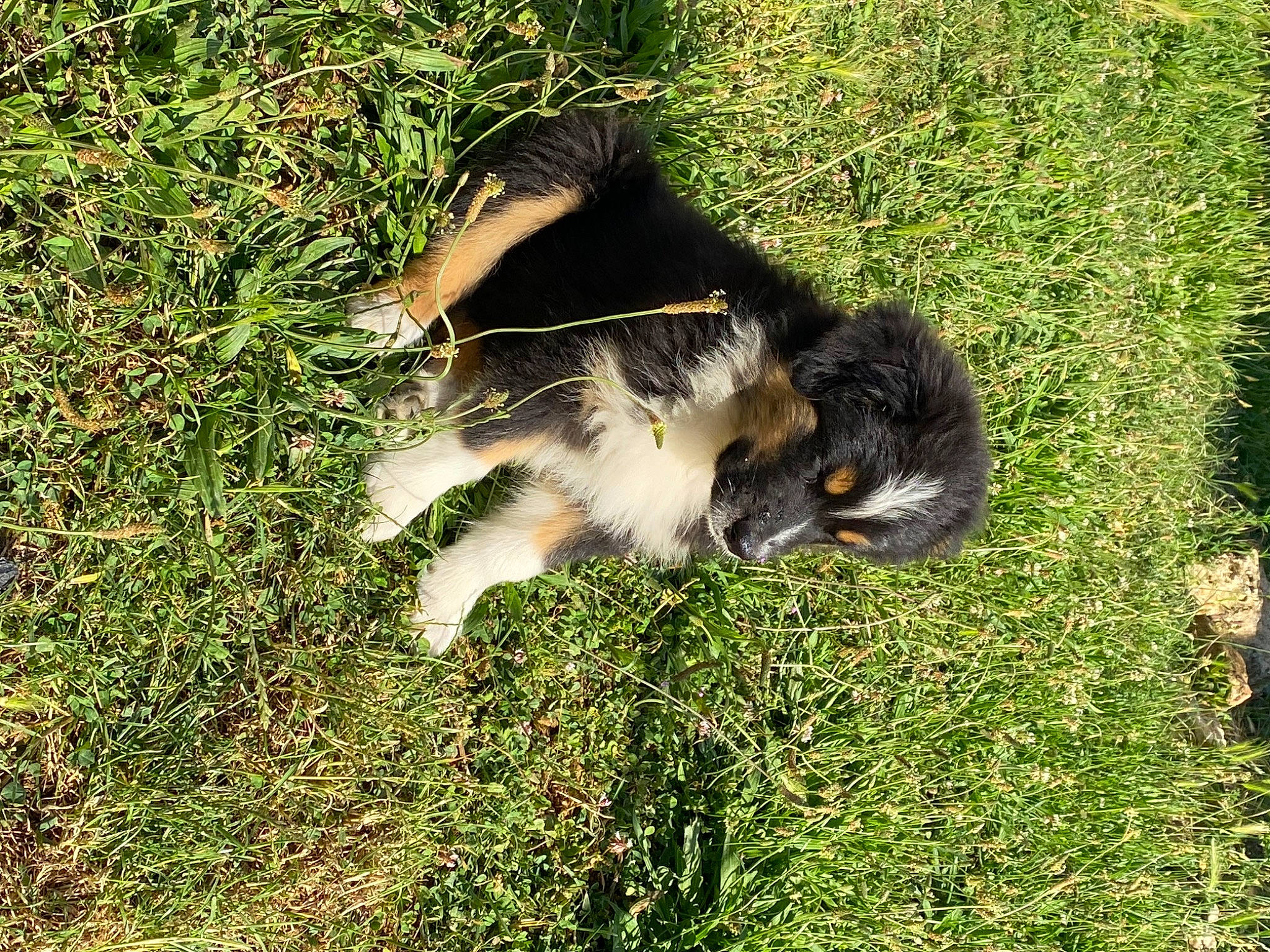 The Biscotte participe au concours pour gagner de l'argent avec cette photo : canidae, carnivore, companion_dog, dog, dog_breed, felidae, fur, grass, grass_family, grassland, groundcover, lawn, people_in_nature, plant, small_to_medium_sized_cats, soil, sporting_group, tail, terrestrial_animal, working_dog