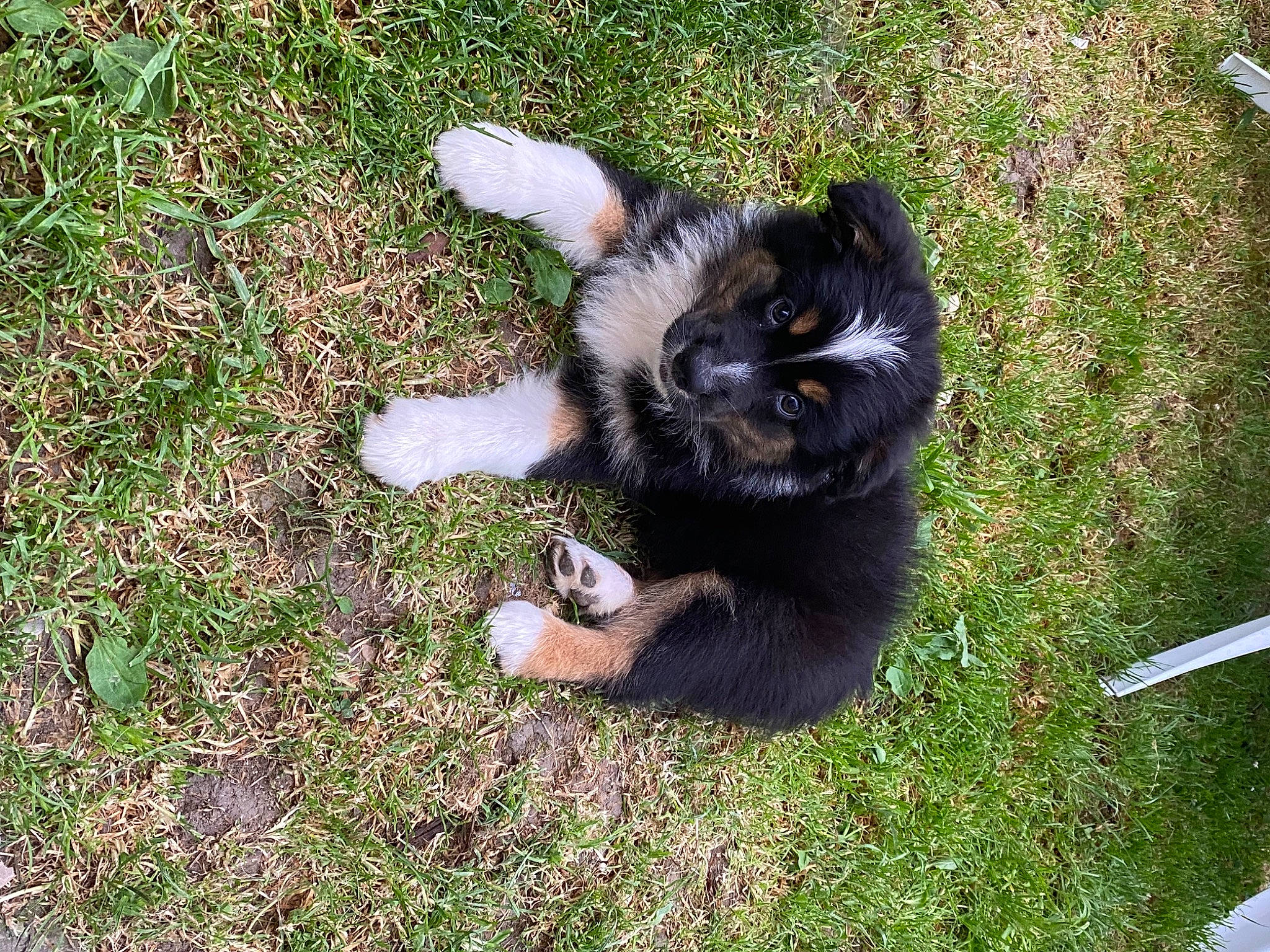 The Biscotte participe au concours pour gagner de l'argent avec cette photo : canidae, carnivore, cat, claw, companion_dog, dog_breed, domestic_short_haired_cat, felidae, fur, grass, groundcover, kitchen_utensil, paw, plant, small_to_medium_sized_cats, snout, sporting_group, tail, terrestrial_animal, whiskers