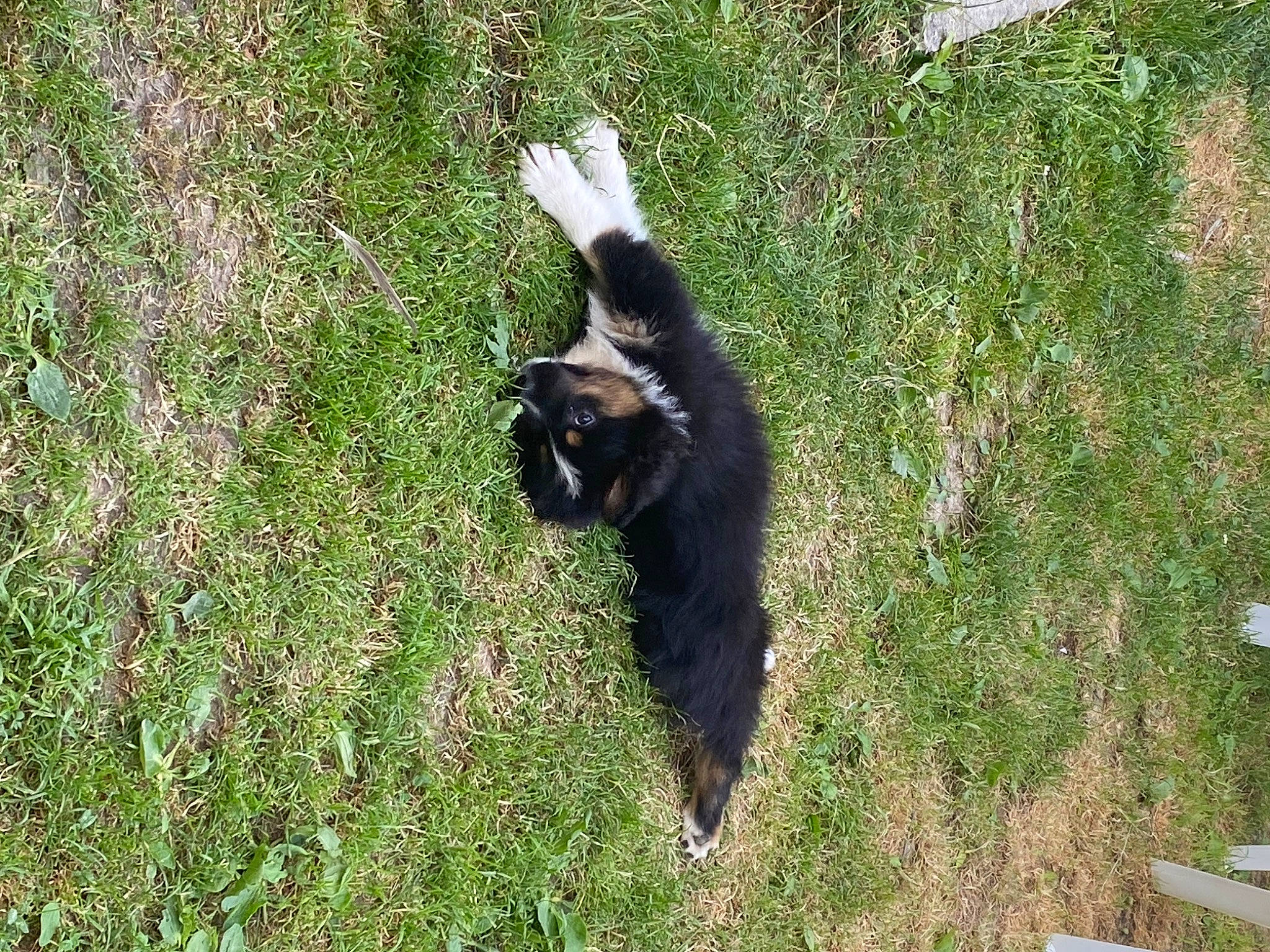 The Biscotte a rejoint le concours — aidez-le/la à gagner de superbes lots ! canidae, carnivore, cat, dog_breed, felidae, fur, grass, groundcover, herbaceous_plant, plant, prairie, shadow, shrub, small_to_medium_sized_cats, soil, sporting_group, tail, terrestrial_animal, trunk, wildlife