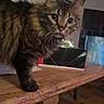 Hairy joined the competition — help win amazing prizes! animal, background, cat, cozy, curious, decor, domestic_cat, ears, feline, floor, fur, household, indoor, lighting, pet, tabby, table_leg, whiskers, wide_eyes, wooden_table