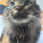 Hairy joined the competition — help win amazing prizes! animal, blurred, cat, close_up, curious, cute, domestic_animal, ears, feline, fluffy, fur, green_eyes, indoor, looking_up, pet, soft_focus, tabby, table, whiskers, wood