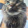 animal, blurred, cat, close_up, curious, cute, domestic_animal, ears, feline, fluffy, fur, green_eyes, indoor, looking_up, pet, soft_focus, tabby, table, whiskers, wood