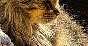 Hairy is registered to the contest to win money with this photo: animal, cat, closeup, cozy, ear, feline, fluffy, fur, golden, indoor, mammal, pet, portrait, profile, relaxing, shadow, sunlight, tabby, warm, whiskers