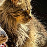 animal, cat, closeup, cozy, ear, feline, fluffy, fur, golden, indoor, mammal, pet, portrait, profile, relaxing, shadow, sunlight, tabby, warm, whiskers