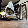 Hairy joined the competition — help win amazing prizes! animal, cabinet, cat, costume, curious, cute, domestic, door, feline, furniture, house, indoor, kitchen, pet, resting, tabby_cat, white_hood, window, wooden_floor, yellow_clothing