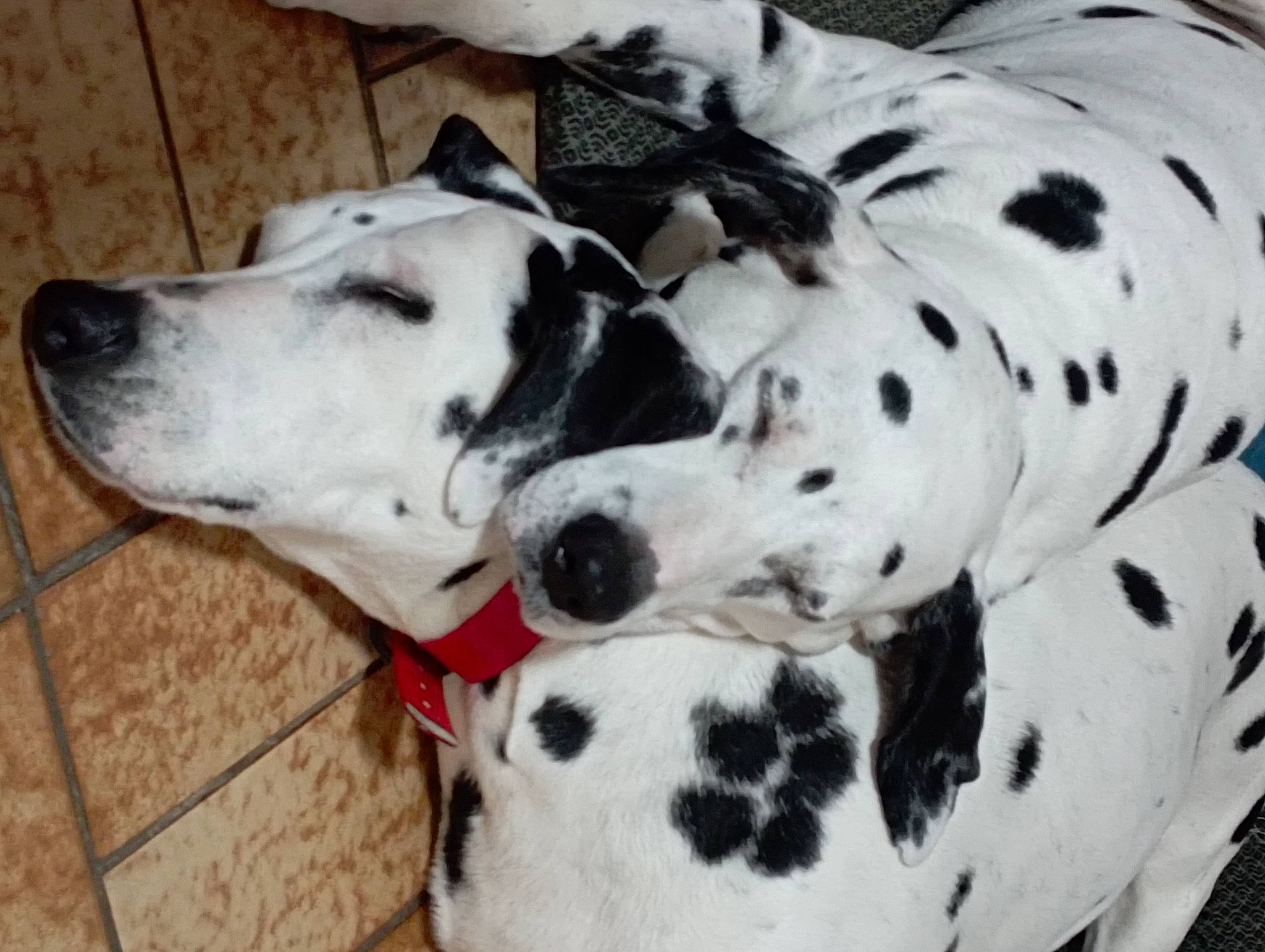 Iska participe au concours pour gagner de l'argent avec cette photo : canidae, carnivore, collar, companion_dog, dalmatian, dog, dog_breed, dog_collar, monochrome_photography, non_sporting_group, pet_supply, snout, sporting_group, terrestrial_animal, white, working_animal, working_dog