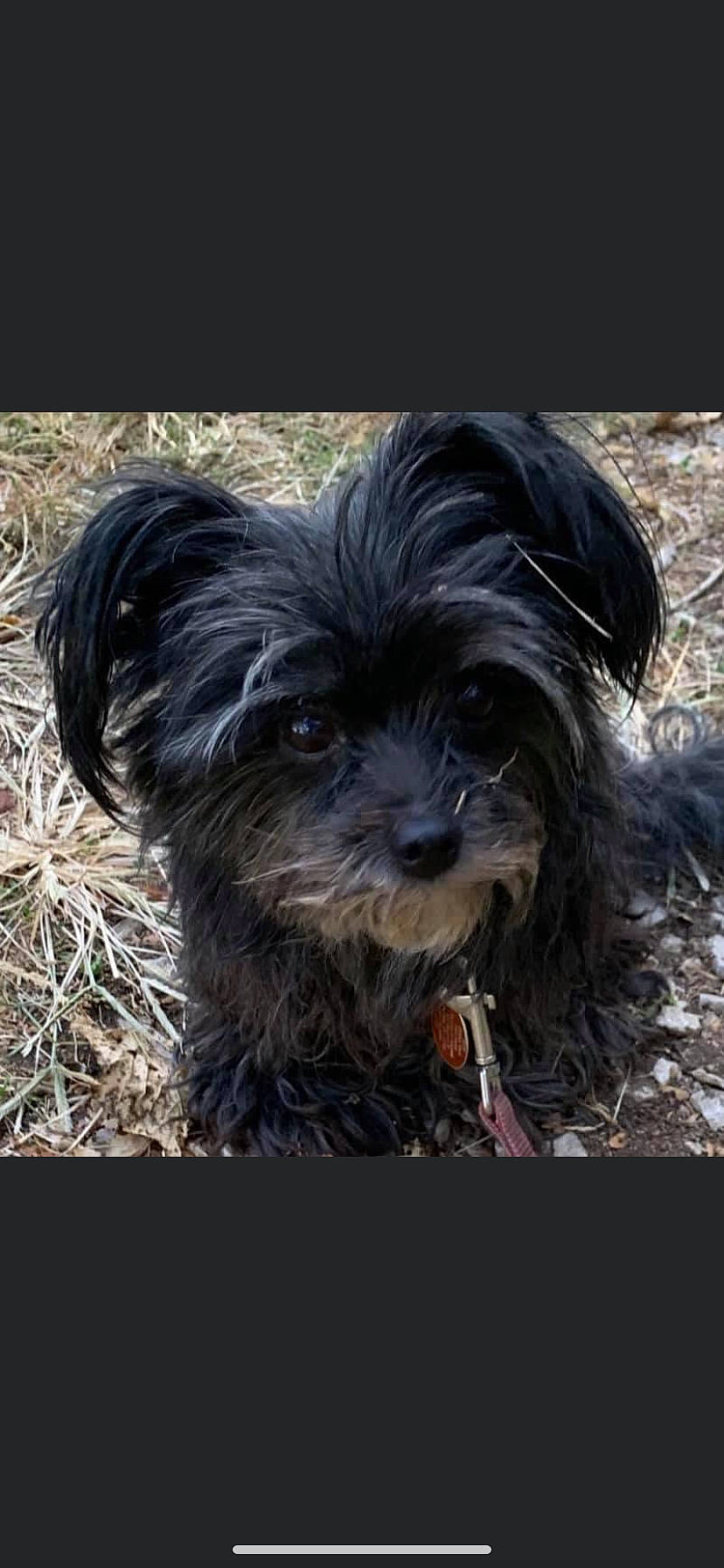 Aspyn joined the competition — help win amazing prizes! biewer_terrier, canidae, carnivore, companion_dog, dog, dog_breed, liver, maltepoo, non_sporting_group, small_terrier, snout, soil, sporting_group, terrestrial_animal, terrier, toy_dog, water_dog, working_animal