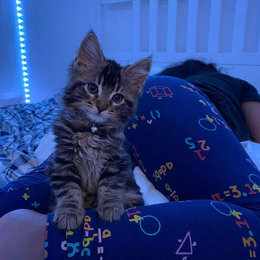 Lucas is registered to the contest to win money with this photo: animal, architecture, baby, bed, bedroom, building, cat, clothing, couch, cushion, furniture, homedecor, indoors, kitten, livingroom, manx, pants, person, pet, room
