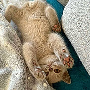 Titi participe au concours pour gagner de l'argent avec cette photo : kitten, cat, feline, pet, paw, paw_pad, blanket, couch, indoor, resting, relaxed, fur, cute, cozy, upside_down, orange_eyes, soft_texture, domestic_animal, playful, young_cat
