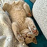 kitten, cat, feline, pet, paw, paw_pad, blanket, couch, indoor, resting, relaxed, fur, cute, cozy, upside_down, orange_eyes, soft_texture, domestic_animal, playful, young_cat