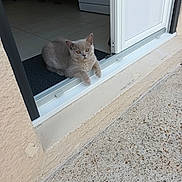 Titi participe au concours pour gagner de l'argent avec cette photo : amber_eyes, animal, cat, concrete, curious, door, doorway, feline, floor_tile, gray_cat, home, indoor, mat, pet, quiet, relaxed, resting, texture, wall, window