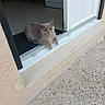 amber_eyes, animal, cat, concrete, curious, door, doorway, feline, floor_tile, gray_cat, home, indoor, mat, pet, quiet, relaxed, resting, texture, wall, window