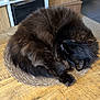 Noah participe au concours pour gagner de l'argent avec cette photo : cat, black_cat, sleeping, curled, fluffy, fur, whiskers, paw, mat, woven_mat, wooden_table, table, indoor, home_interior, cozy, pet, nap, resting, close_up, furniture
