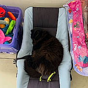 Noah a rejoint le concours — aidez-le/la à gagner de superbes lots ! cat, black_cat, sleeping_cat, fluffy, pet, curled_up, bouncer, baby_bouncer, toy_box, children_toys, inflatable_toy, tiled_floor, indoor, nap, cozy, soft_padding, wall, household, resting, fur