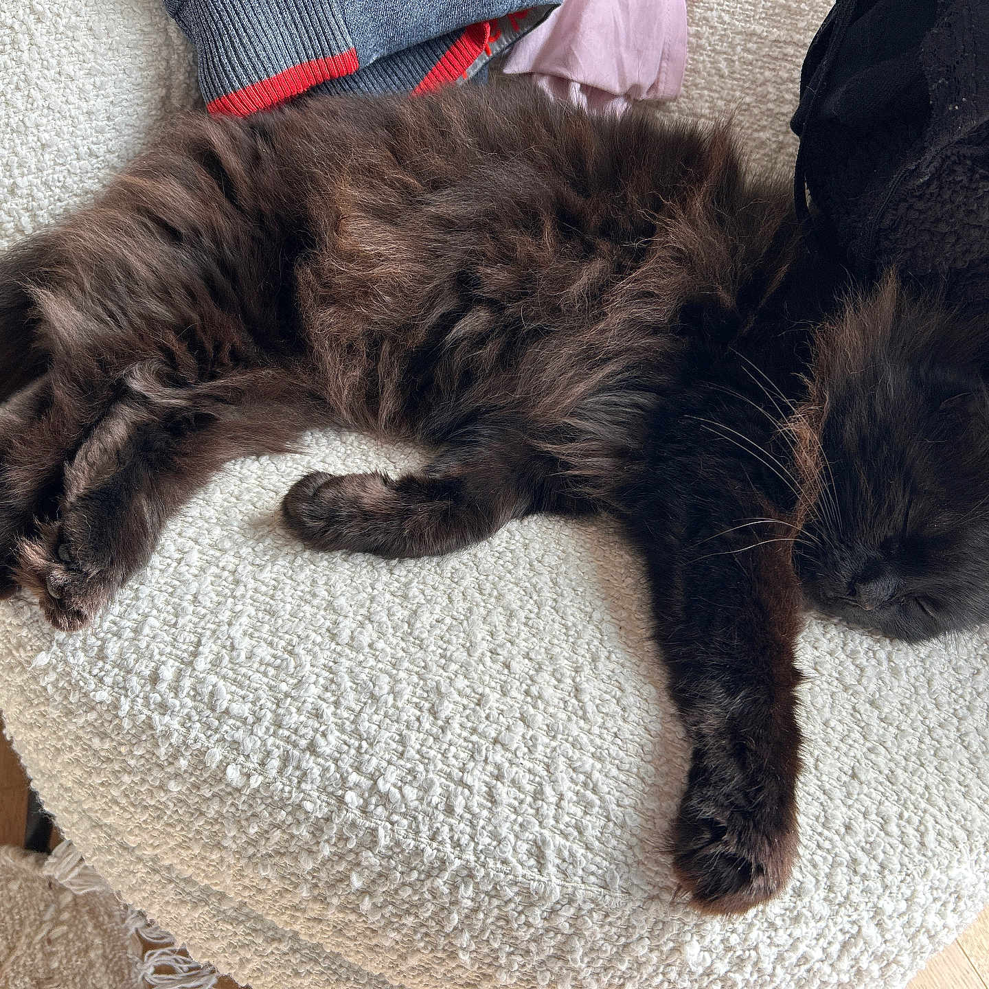 Noah participe au concours pour gagner de l'argent avec cette photo : black_cat, blanket, cat, chair, close_up, cozy, cushion, fluffy_fur, furniture, home_interior, indoor, nap, paw, pet, relaxed, sleeping, sofa, texture, whiskers, wooden_floor