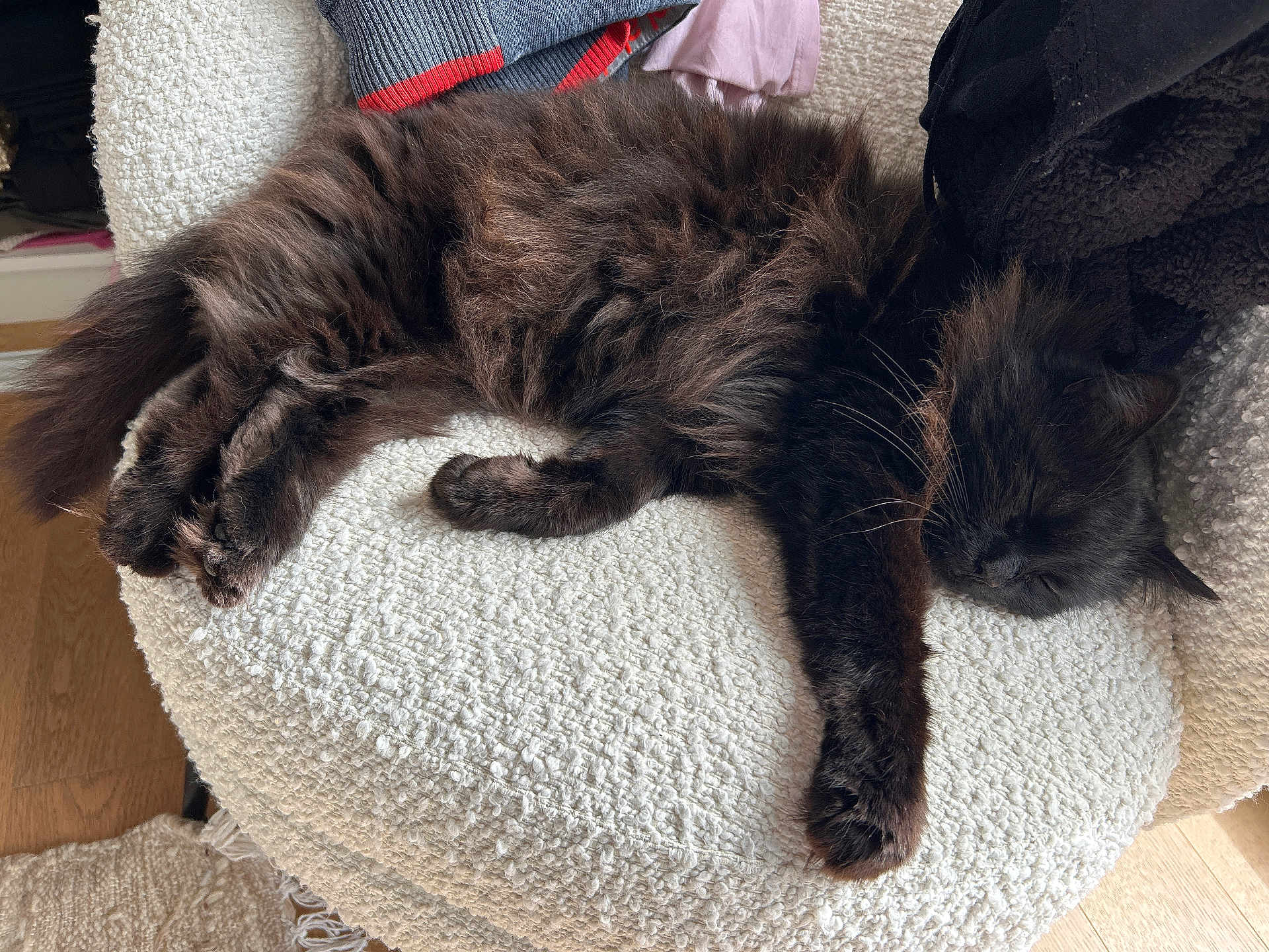 Noah participe au concours pour gagner de l'argent avec cette photo : cat, sleeping, fluffy_fur, black_cat, paw, whiskers, cushion, blanket, sofa, chair, indoor, cozy, nap, relaxed, pet, close_up, texture, wooden_floor, home_interior, furniture