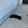 Noah a rejoint le concours — aidez-le/la à gagner de superbes lots ! cat, black_cat, pet, animal, patio, concrete_floor, roller_shutter, garage_shutter, wall, step, wicker_chair, outdoor, relaxing, lounging, sunbathing, shadow, furniture, long_fur, side_view, calm