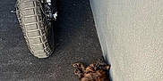 Noah a rejoint le concours — aidez-le/la à gagner de superbes lots ! cat, motorcycle, license_plate, tire, exhaust, asphalt, wall, pet, sleeping, resting, furry, tail, pavement, parking_spot, garage, shadow, metal, wheel, urban, closeup