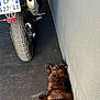 cat, motorcycle, license_plate, tire, exhaust, asphalt, wall, pet, sleeping, resting, furry, tail, pavement, parking_spot, garage, shadow, metal, wheel, urban, closeup